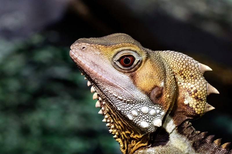 Dragon Ring Bearer